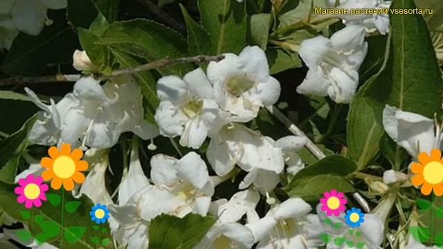 Вейгела цветущая Сноуфлейк. Краткий обзор, описание характеристик weigela florida Snowflake смотреть онлайн