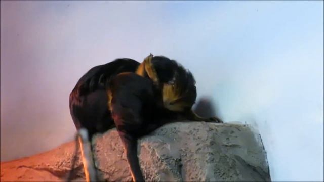 У золотистоголовых львиных тамаринов пополнение 15.10.2021 смотреть онлайн