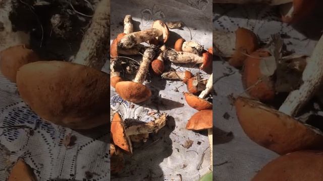 Обработка грибов подосиновиков #грибы #лес #готовка смотреть онлайн