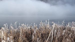 Новогоднее видео 2022, Аксель Франк, лебеди, коты, утки, пес и гусь