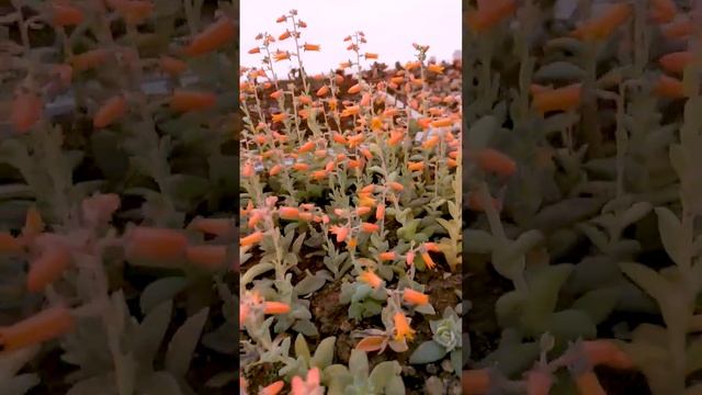 Эхеверия мясоцветная (Эхеверия карниколор). Буйно цветет 4 месяца подряд. смотреть онлайн