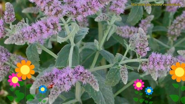 Мята длиннолистная Сильвер форм. Краткий обзор, описание характеристик mentha longifolia Silver For смотреть онлайн