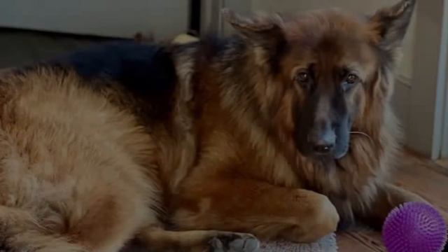 Difference Between West German Shepherd and East German Shepherd Dogs смотреть онлайн