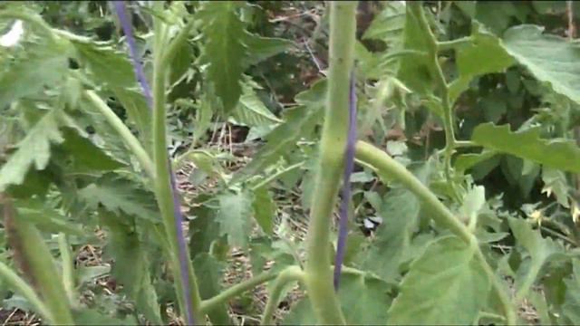 формируем томатные растенияч 1 смотреть онлайн