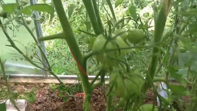 Томат "Манимейкер". Дегустация !!! смотреть онлайн