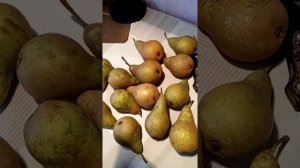 Груша Конкорд