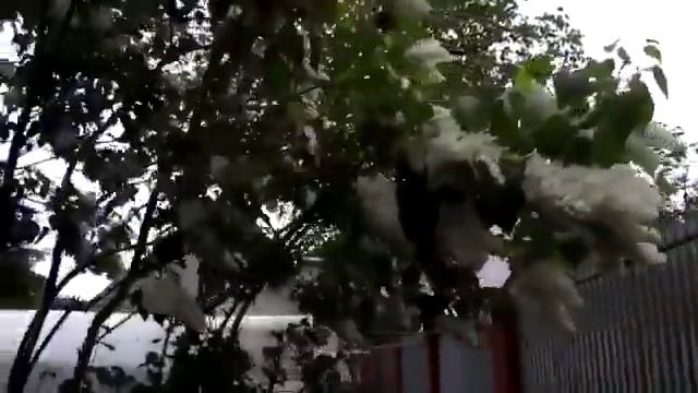 Все деревья и кусты сажал сам в 03 04 гг Полем было, теперь лес смотреть онлайн