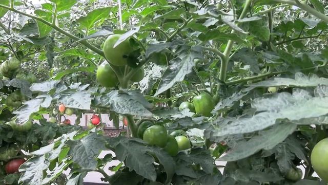 Томат Гном Розовая Долина Клэр (Dwarf Clare Valley Pink) (Королевский сад Ильи Королева) смотреть онлайн