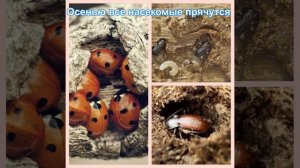 «Перелетные птицы» Обучающее занятие для детей