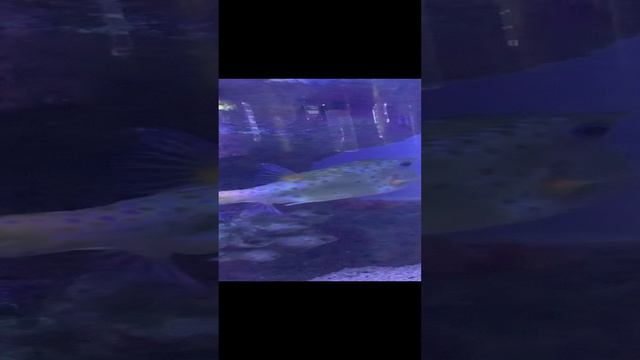 Рыбка смотреть онлайн