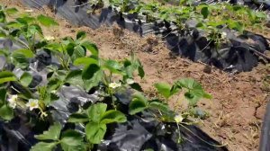Гербицид Пантера по клубнике. 10 дней спустя