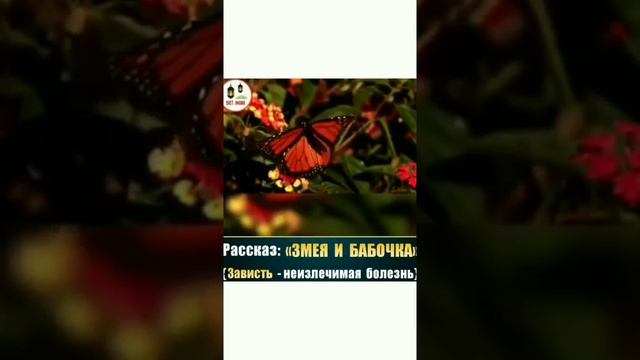 Змея и Бабочка смотреть онлайн