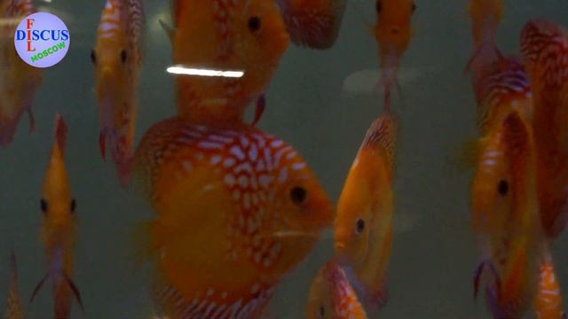 #ДИСКУСЫ# DISCUS#ДИСКУСЫ - КРАСНАЯ КАРТА ДЛЯ ВАС!!!