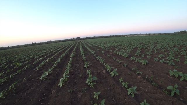 Вносим гербицид по подсолнуху и подкормка! смотреть онлайн