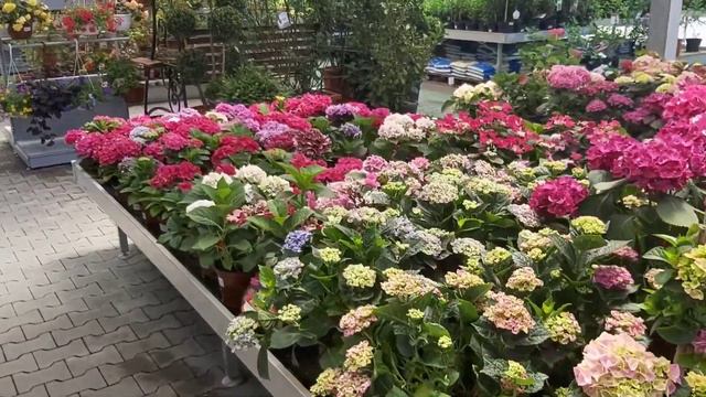 Поездка в садовый центр #планеталета Розы, петуния, хищные растения, водные растения, земляника смотреть онлайн