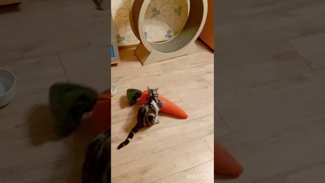 Американская короткошерстная порода кошек