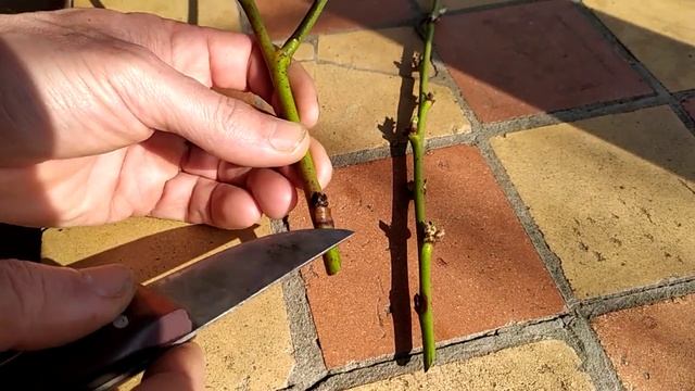 Первые признаки монилиоза на персике смотреть онлайн