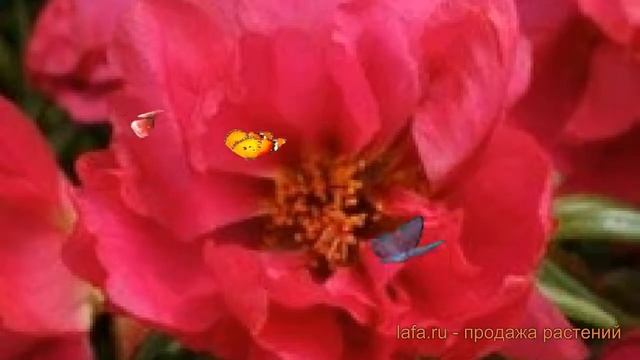 Портулак обыкновенный Фуксия ? портулак Фуксия обзор: как сажать семена портулака Фуксия смотреть онлайн