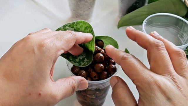 How to propagate Scindapsus Exotica | Propagating in Various Substrate смотреть онлайн