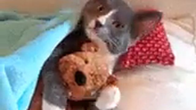котик ложится спать 🐱🐱🐱🐱 смотреть онлайн
