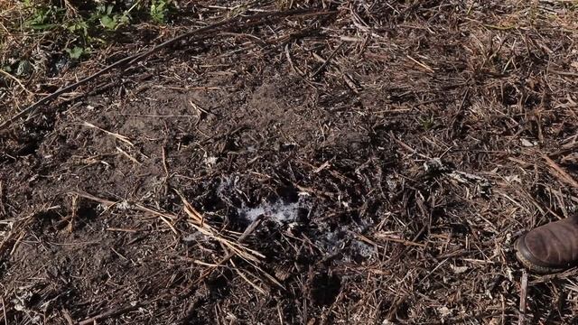 Guess How Many Yellowjacket Hornets The Rescue Trap Caught In One Day. Mousetrap Monday. смотреть онлайн