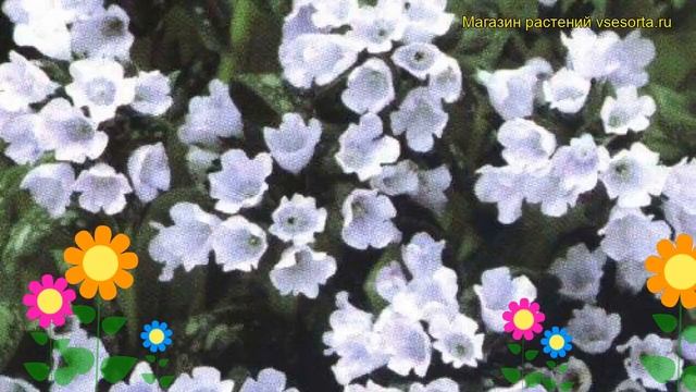 Медуница гибридная Опал. Краткий обзор, описание характеристик pulmonaria hybridum Opal смотреть онлайн