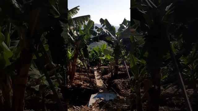 БАНАНОВЫЕ ПЛАНТАЦИИ НА ОСТРОВЕ МАДЕЙРА. ПОРТУГАЛИЙ. УНИКАЛЬНЫЙ КАДРЫ. смотреть онлайн