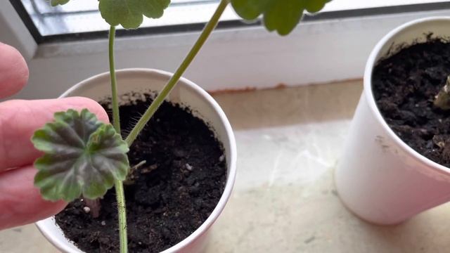 Пеларгония красиво и пышноцветущая. Выращивание пеларгонии из семян. смотреть онлайн