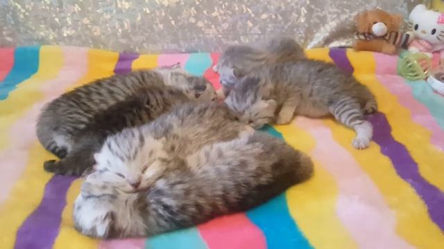 Котята Шотландские окрас серебристая шиншилла смотреть онлайн