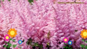 Астильба гибридная Айс Крим. Краткий обзор, описание характеристик astilbe hybride Ice Cream