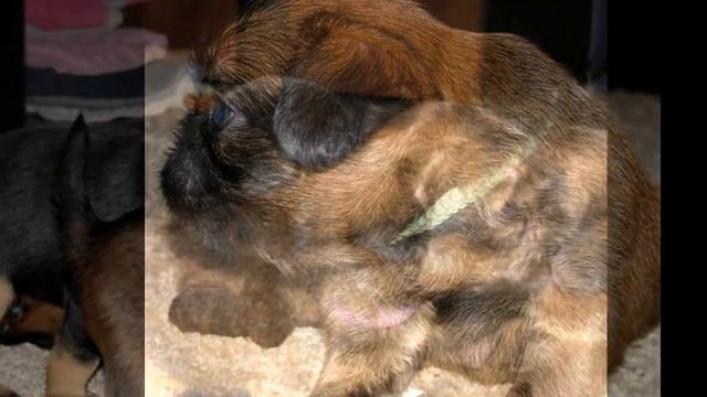 Щенки гриффона смотреть онлайн