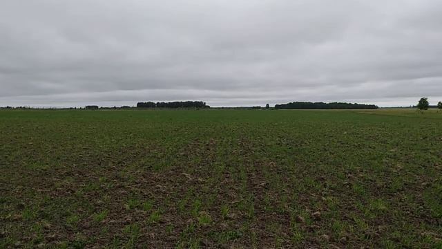 Часть-3 агроэксперемент посев зерносмеси ячмень+овёс+кострец остист на целене. Всходы 3 недели смотреть онлайн