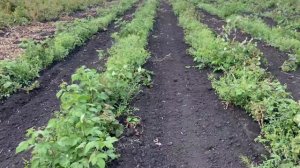 Малина Нижегородец 13 сентября.