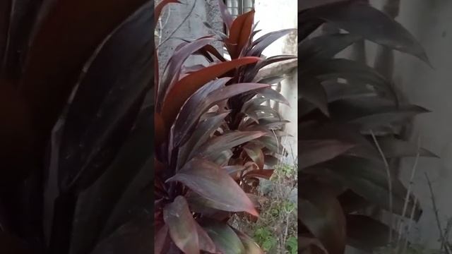 Bromelia Tricolor Ornamental Plant смотреть онлайн