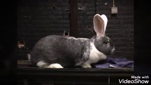 Как Вам такой Бельгийский великан? Rabbit Made in Holland смотреть онлайн