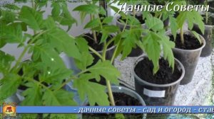 Хмельная подкормка Крепкая и здоровая рассада Вам обеспечена Самая лучшая подкормка рассад