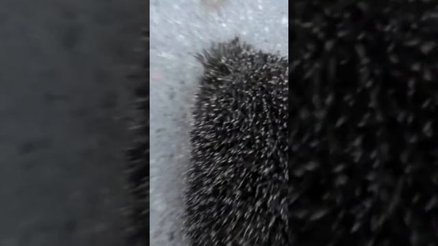 Ежик любит семечки. смотреть онлайн