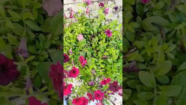 #петуния #красота #цветы смотреть онлайн