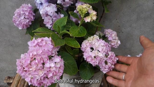 How to grow Oleander flower from cuttings | Easy method you will never fail смотреть онлайн