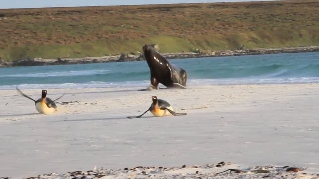 Sea Lion Chasing King Penguins