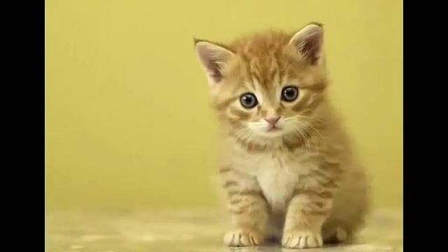 Как воспитывать КОШКУ ? смотреть онлайн