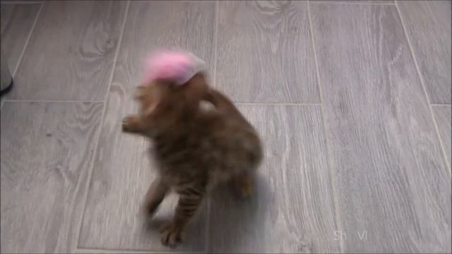 Котенок бенгальской породы. 1080 HD смотреть онлайн