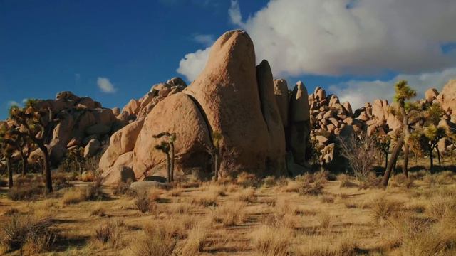 NEW Fujifilm X100VI (Test Video & Photos)