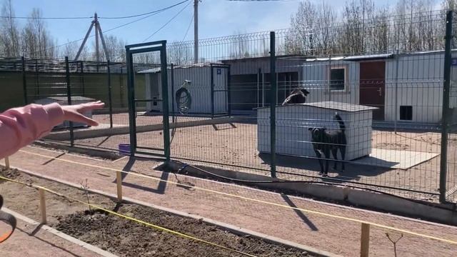 Как живет приют для животных во Всеволожске. Глазами волонтера. Видео тест iPhone SE 2020 смотреть онлайн