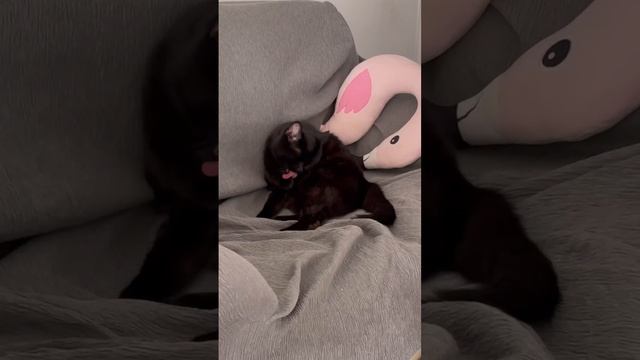 Черный Кот ,  животные