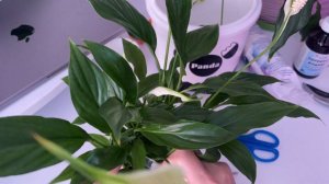 Обрезка Спатифиллума. Чистка листвы у взрослого и подготовка молодого растения к пересадке.