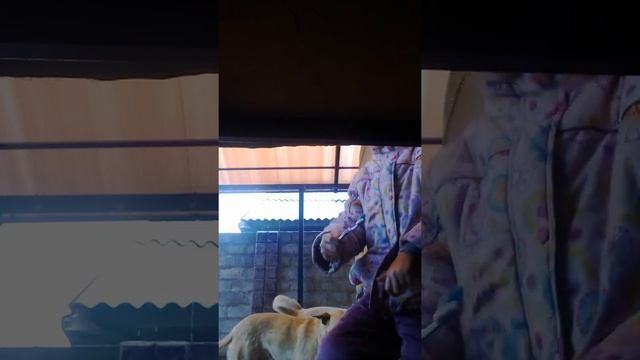 Как чистить зубы собаке смотреть онлайн