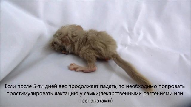 Уход за новорожденными шиншиллами смотреть онлайн