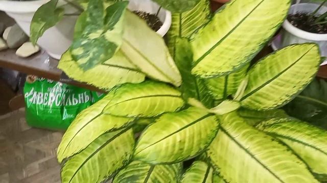 Новиночка Бомба! Диффенбахия Рефлектор!