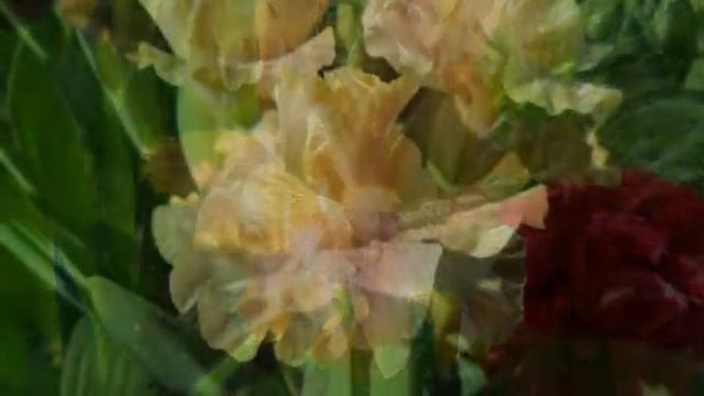 Карликовые ирисы Ольги Васюковой смотреть онлайн